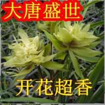 各种名贵兰花，精品兰花