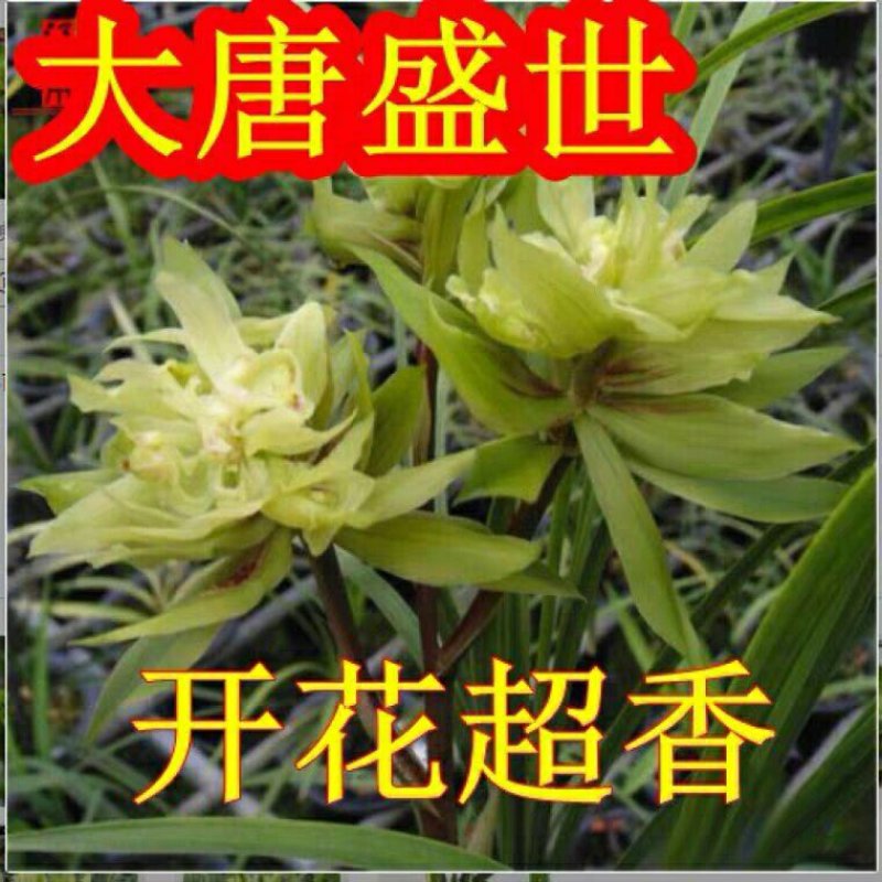 各种名贵兰花，精品兰花