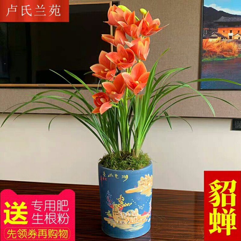 各种名贵兰花，精品兰花