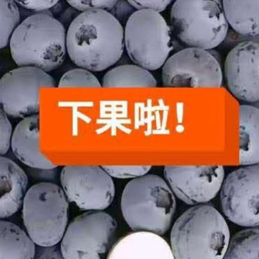 蓝莓