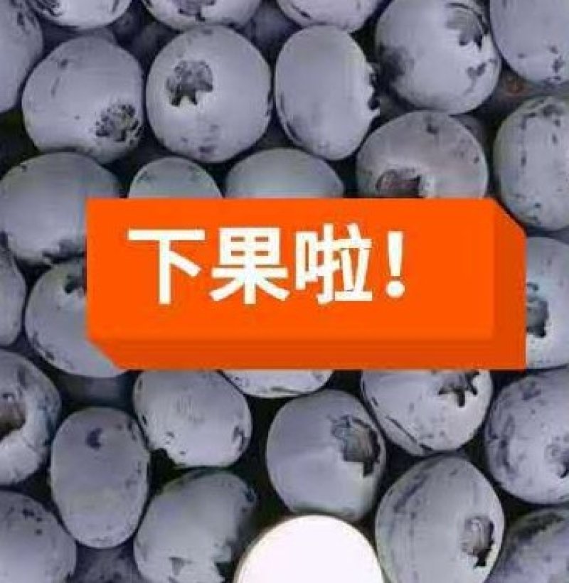 蓝莓