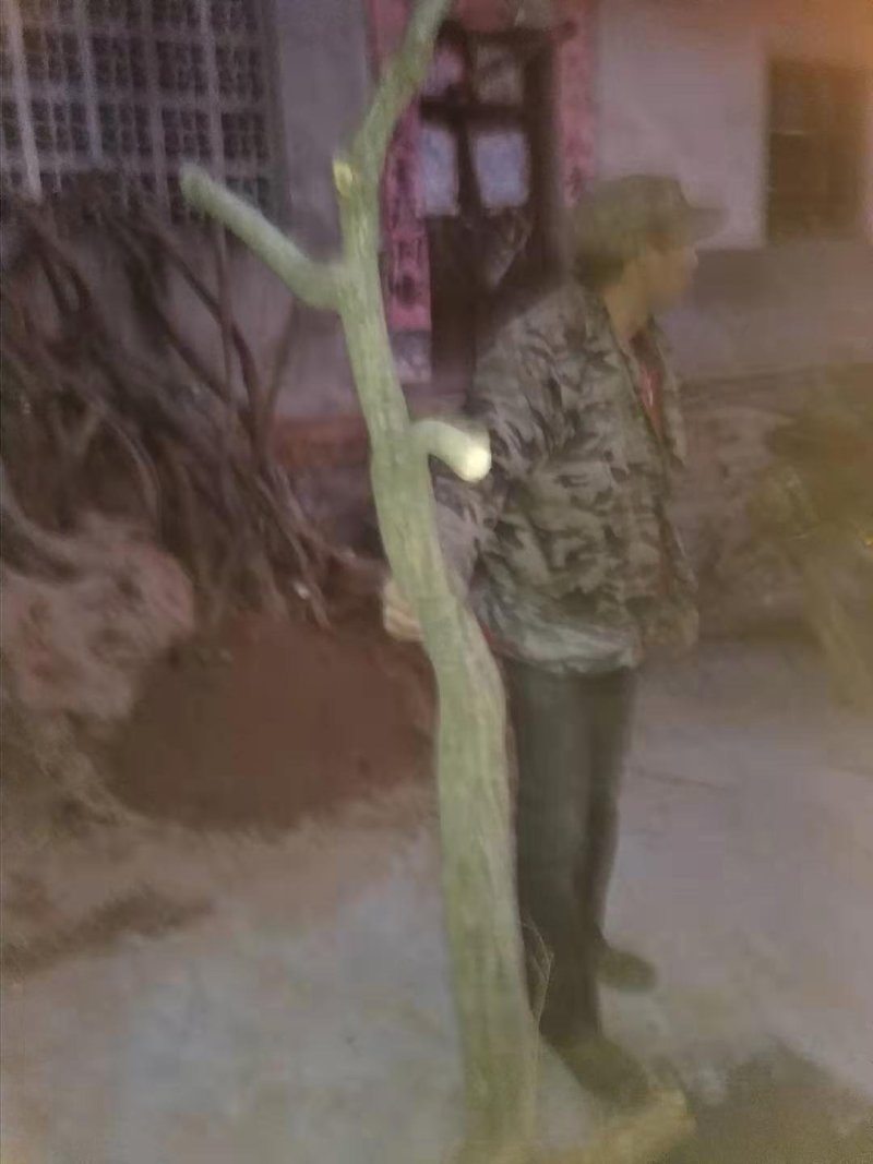 紫藤桩藤本植物可爬藤可做树形适合投资赚钱