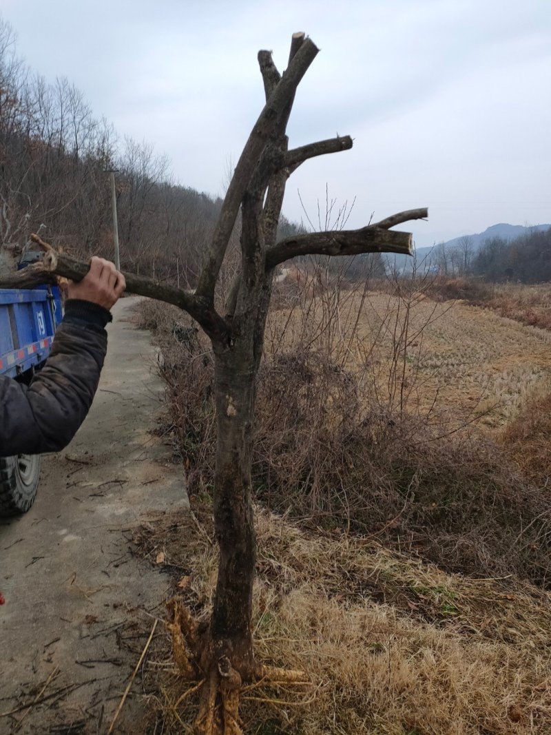 紫藤桩藤本植物可爬藤可做树形适合投资赚钱