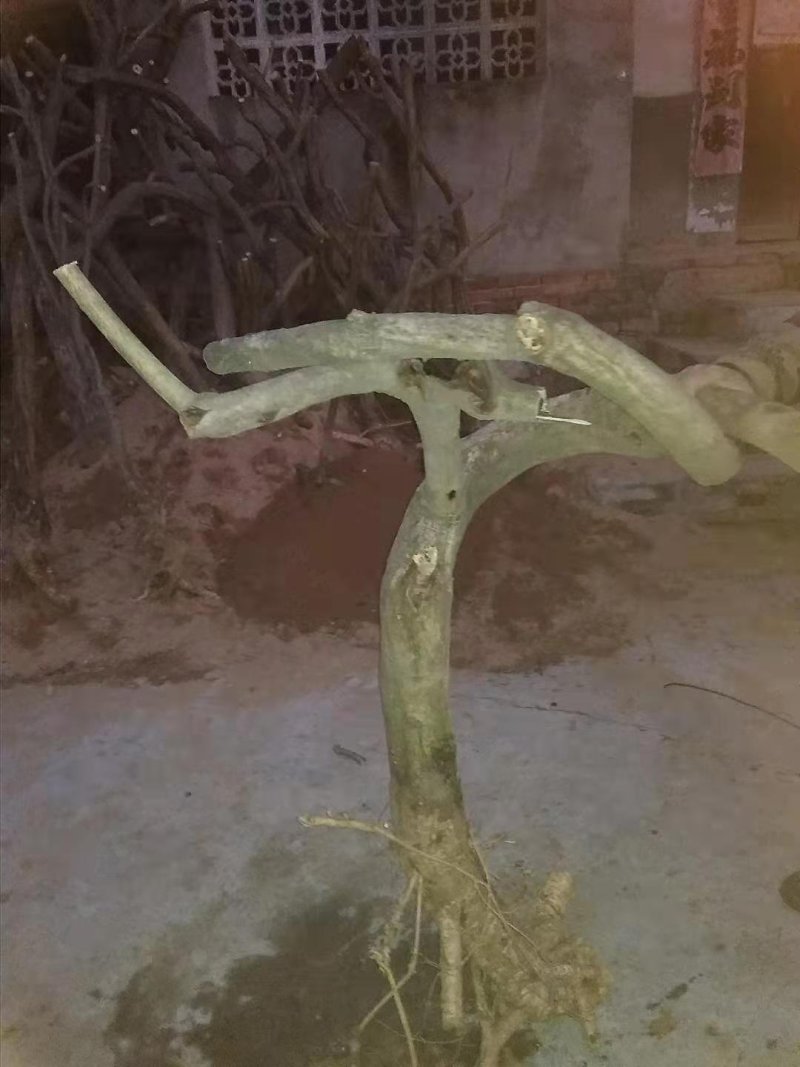 紫藤桩藤本植物可爬藤可做树形适合投资赚钱