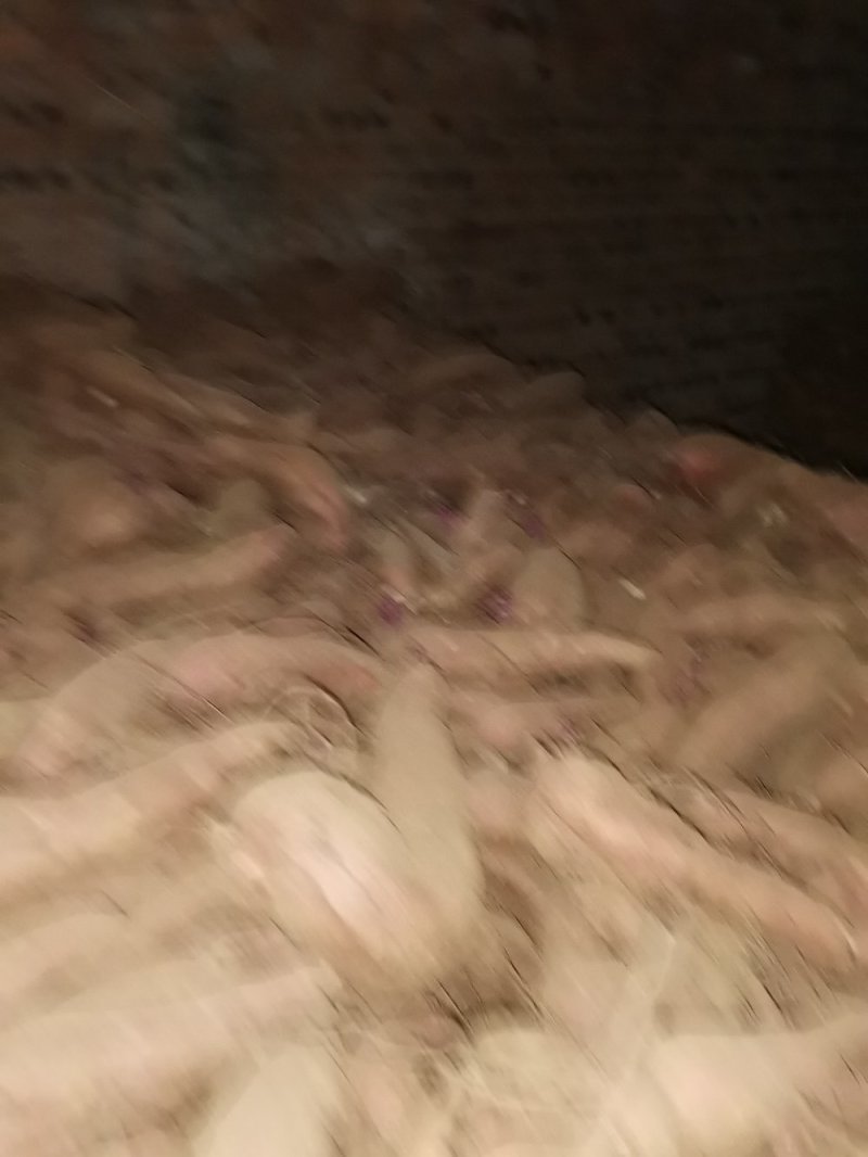 河北唐山玉田红薯种植户