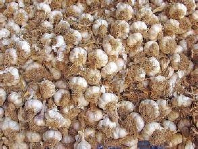 大蒜头5斤装白紫皮新鲜蒜干蒜蒜头饱满种瓣辛辣香蒜农家自种