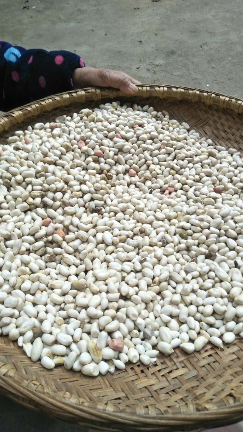 白皮红皮花生（现在快春耕了，为秋季打广告）