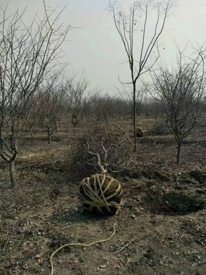 垂丝海棠，常年批发供应，基地大量供应，苗圃直销