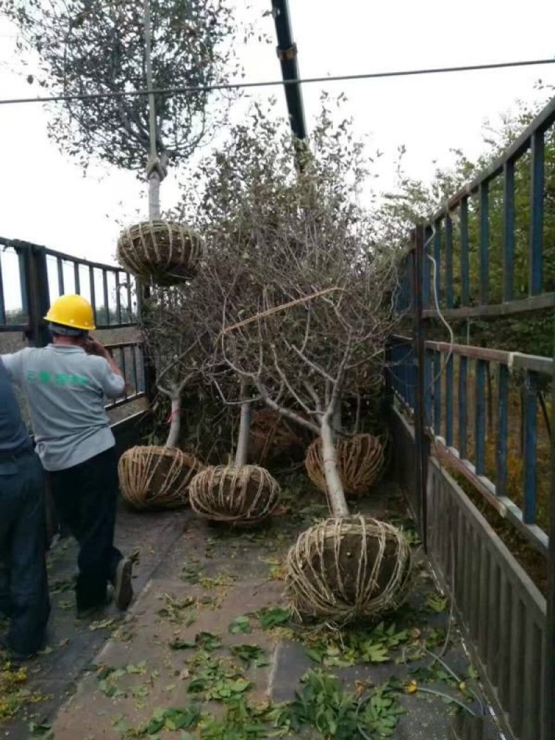 垂丝海棠，常年批发供应，基地大量供应，苗圃直销
