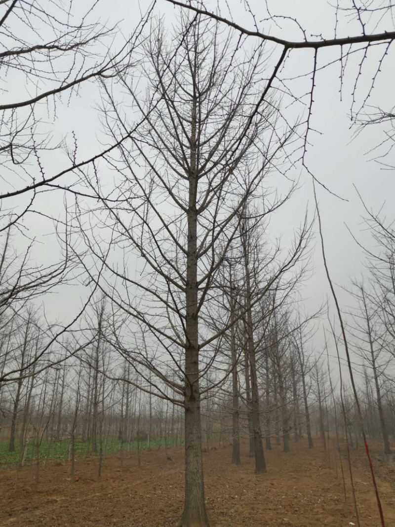银杏苗2，3，6，8，9公分，基地直供，价格低，规格齐全