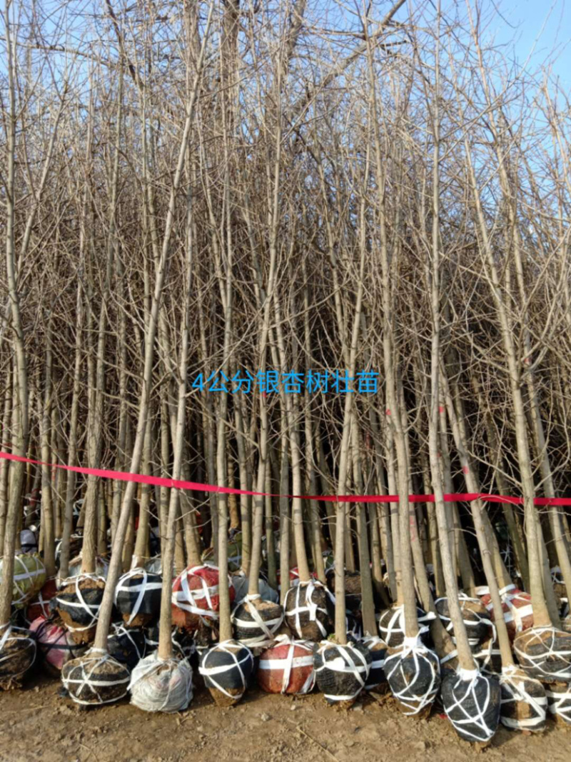 银杏苗2，3，6，8，9公分，基地直供，价格低，规格齐全
