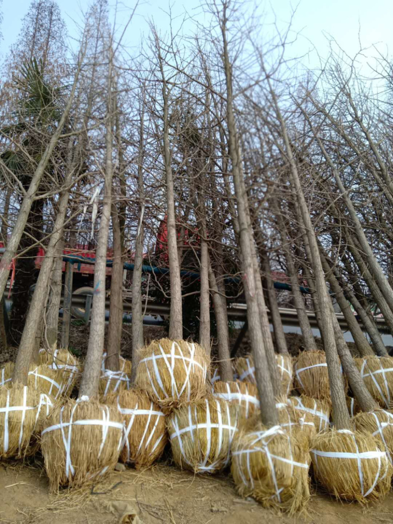 银杏苗2，3，6，8，9公分，基地直供，价格低，规格齐全