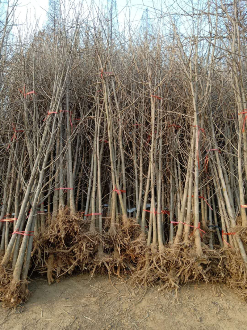银杏苗2，3，6，8，9公分，基地直供，价格低，规格齐全