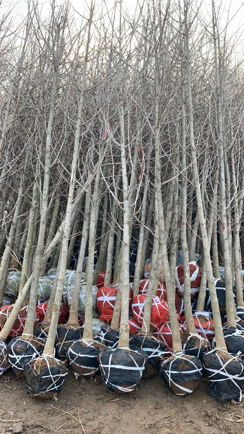 银杏苗2，3，6，8，9公分，基地直供，价格低，规格齐全