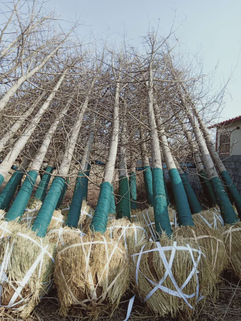 银杏苗2，3，6，8，9公分，基地直供，价格低，规格齐全