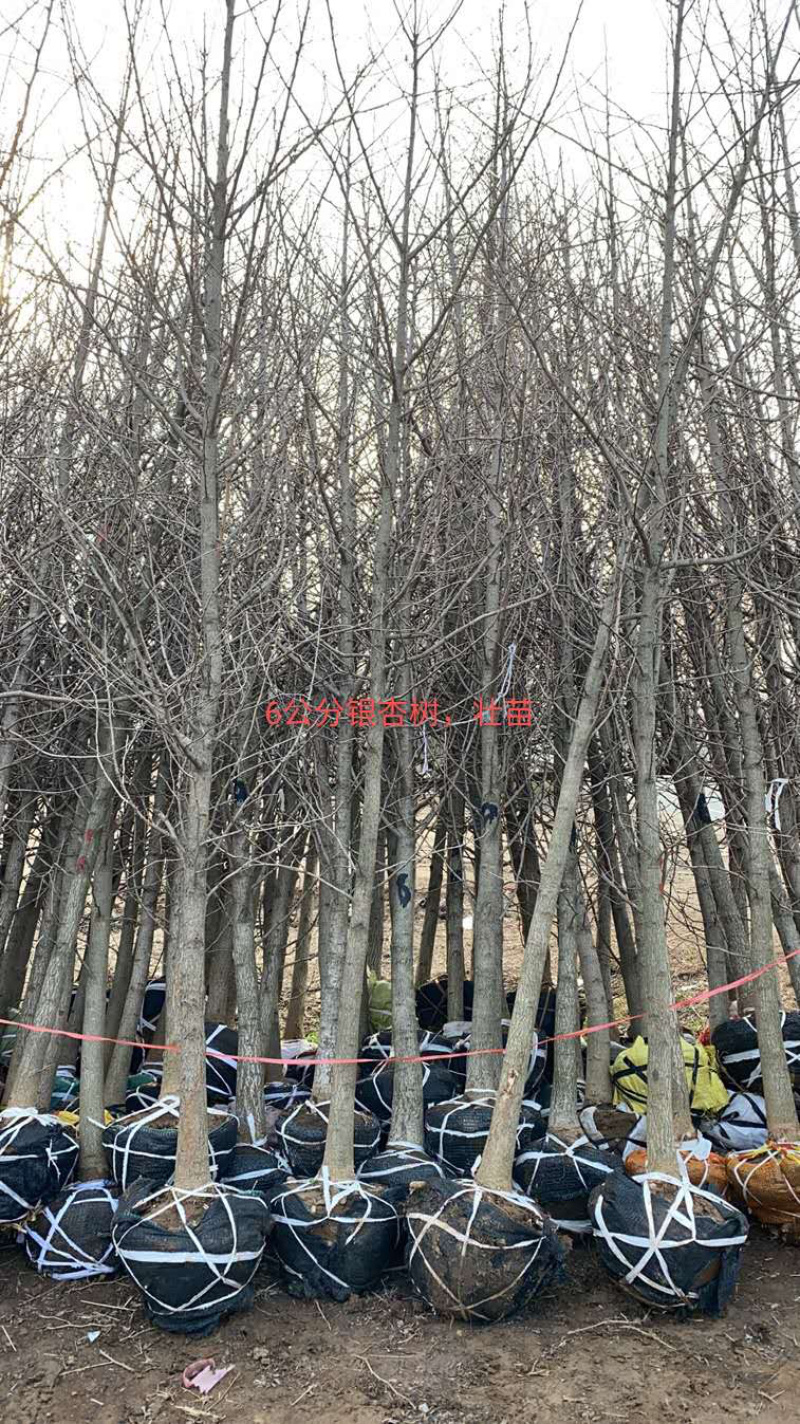 银杏苗2，3，6，8，9公分，基地直供，价格低，规格齐全