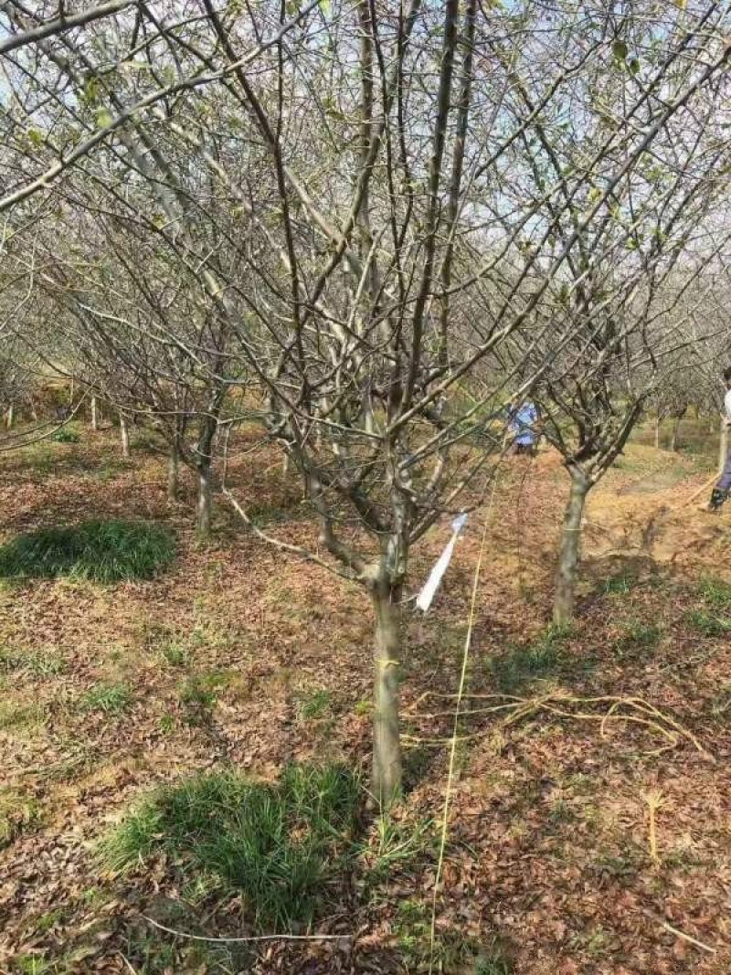 垂丝海棠常年批发供应，基地大量供应，规格齐全