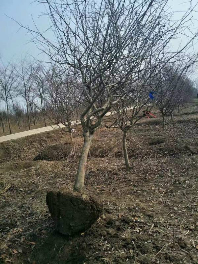垂丝海棠常年批发供应，基地大量供应，规格齐全