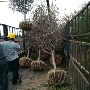 垂丝海棠常年批发供应，基地大量供应，规格齐全