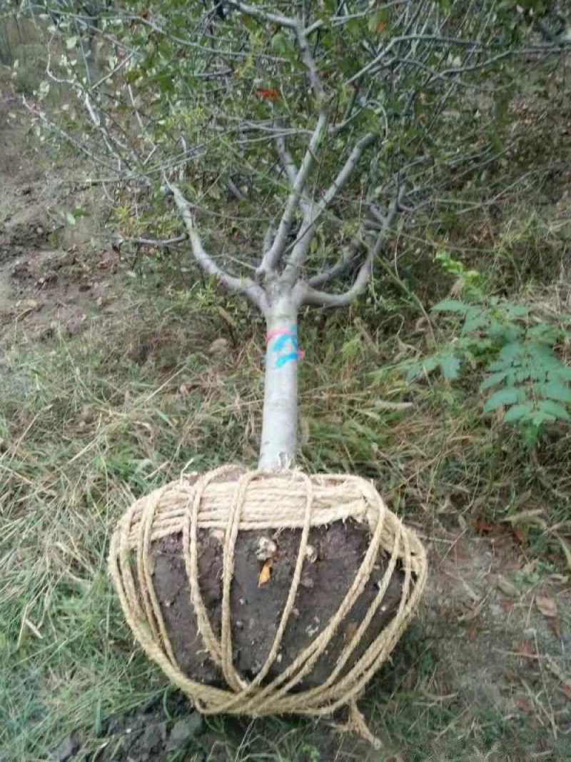 垂丝海棠常年批发供应，基地大量供应，规格齐全