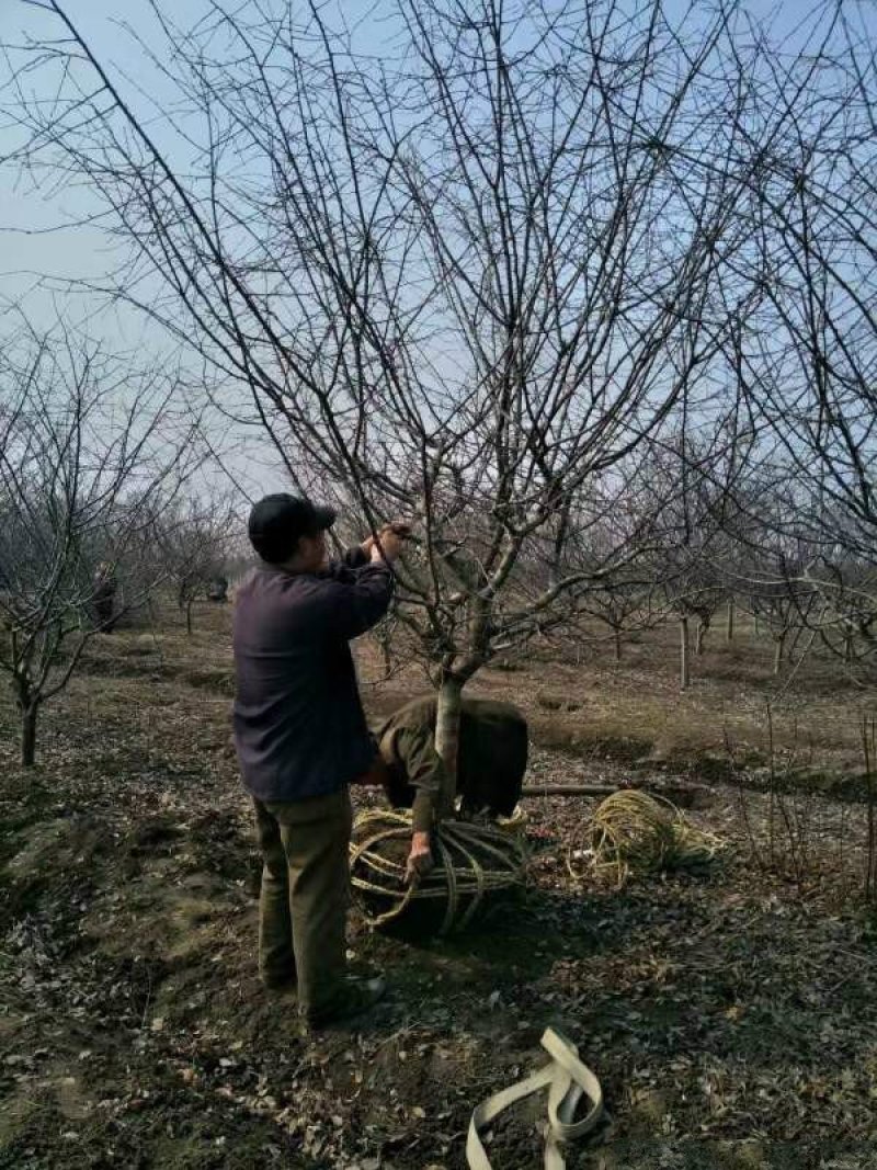 垂丝海棠常年批发供应，基地大量供应，规格齐全