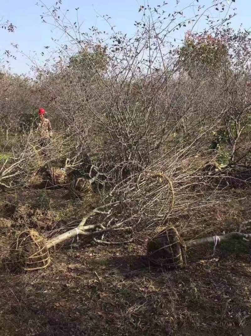 垂丝海棠常年批发供应，基地大量供应，规格齐全