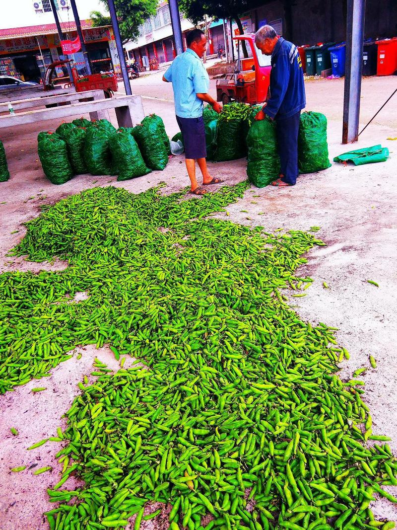新鲜蚕豆胡豆，产地直销日产50吨以上，物美价廉