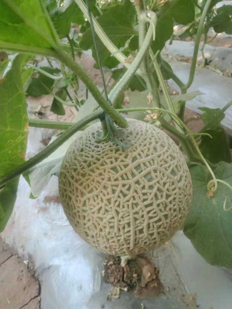 海南反季节哈蜜瓜大量供應