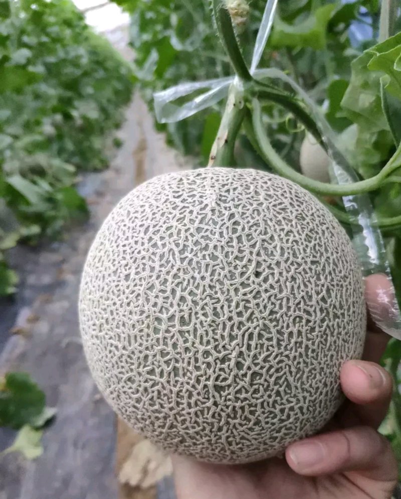 海南反季节哈蜜瓜大量供應
