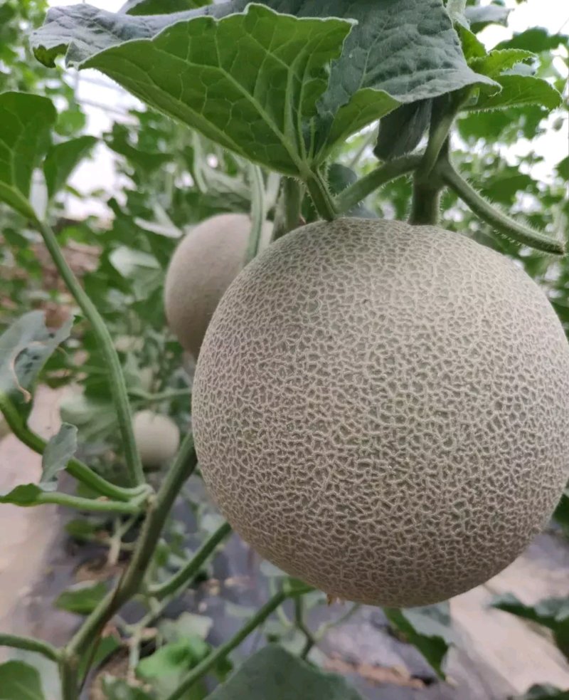 海南反季节哈蜜瓜大量供應
