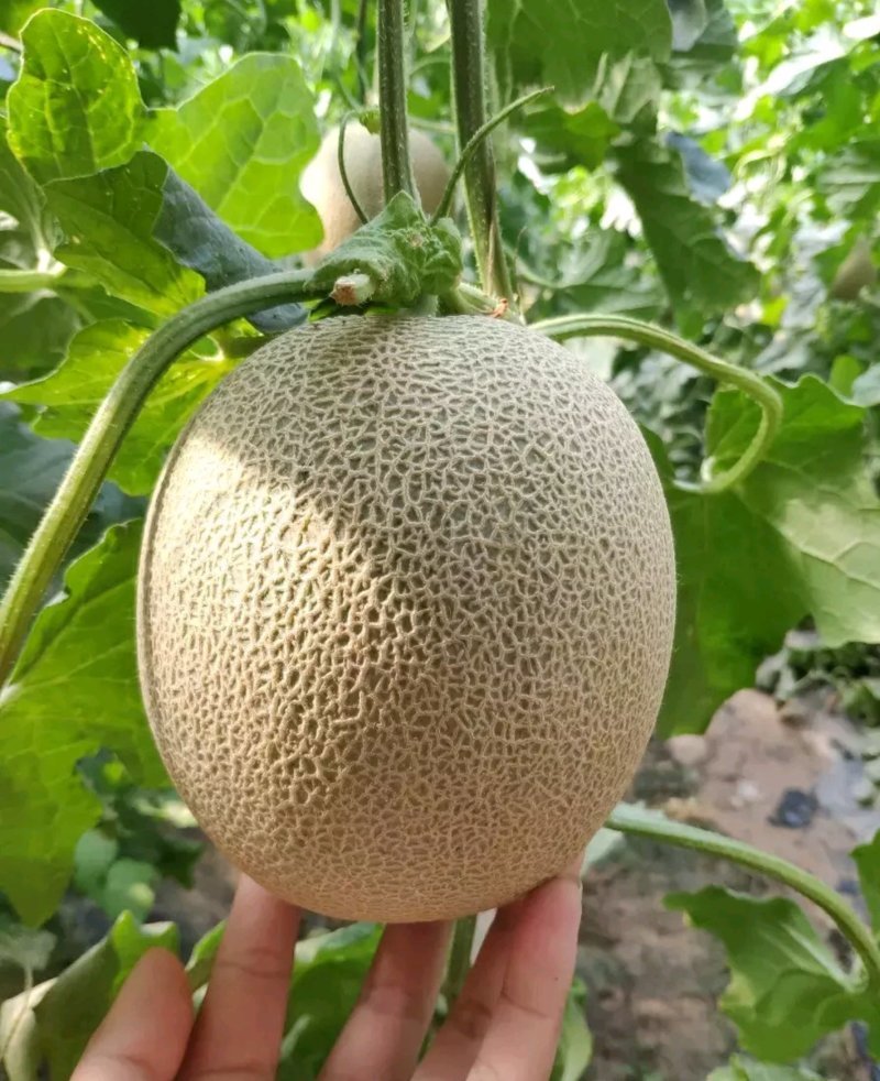 海南反季节哈蜜瓜大量供應