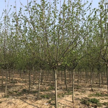 北美海棠，基地大量销售，常年供应价格优惠
