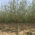 北美海棠，基地大量销售，常年供应价格优惠
