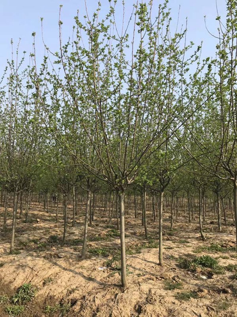 北美海棠，基地大量销售，常年供应价格优惠