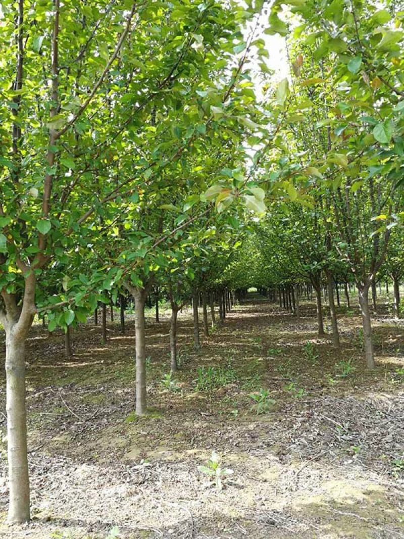 北美海棠，基地大量销售，常年供应价格优惠