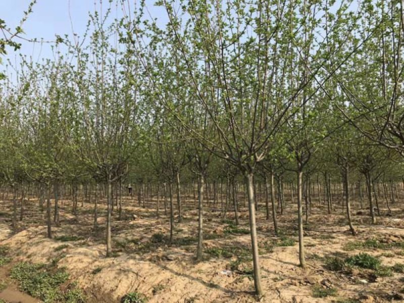 北美海棠，基地大量销售，常年供应价格优惠