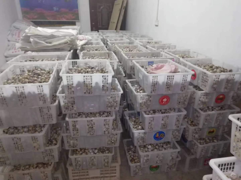 有十万斤欢迎来购急出售快来看看吧全部新鲜