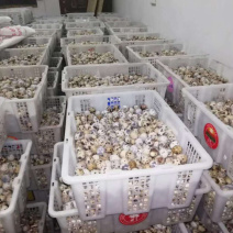 有十万斤欢迎来购急出售快来看看吧全部新鲜