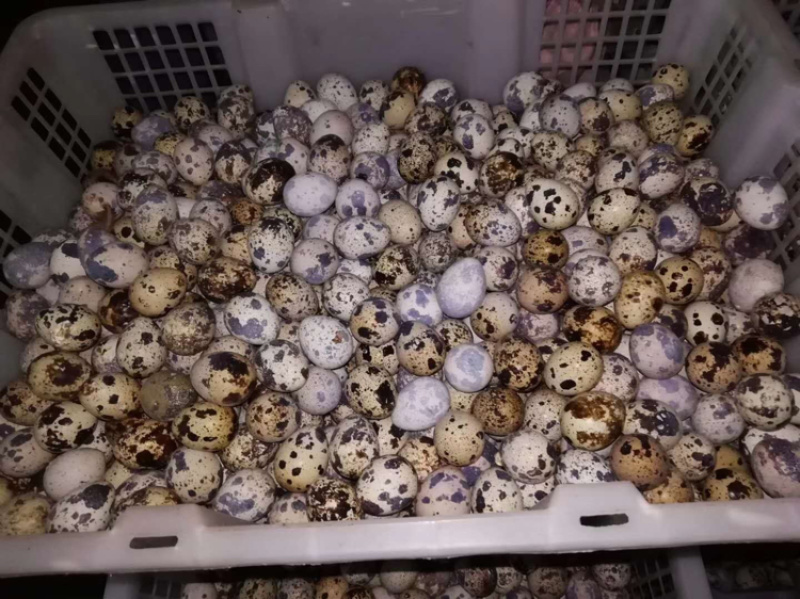有十万斤欢迎来购急出售快来看看吧全部新鲜