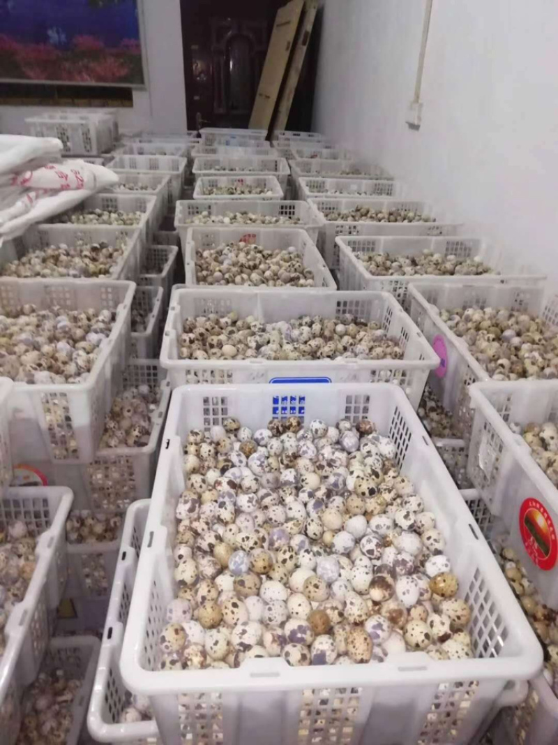 有十万斤欢迎来购急出售快来看看吧全部新鲜