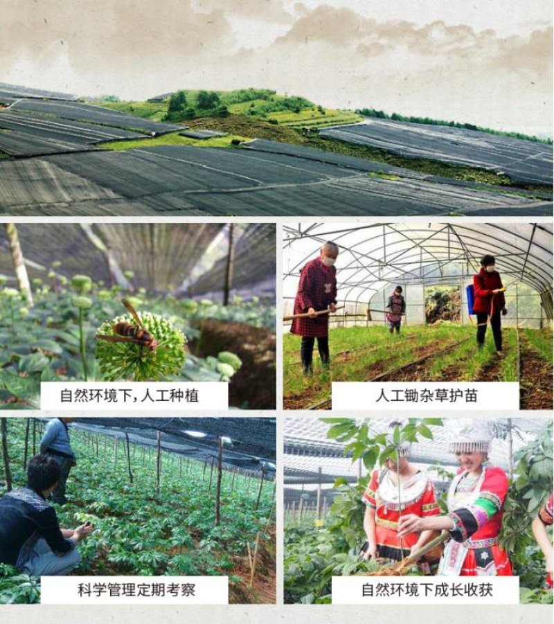 文山三七产品直销多规格享受批发价
