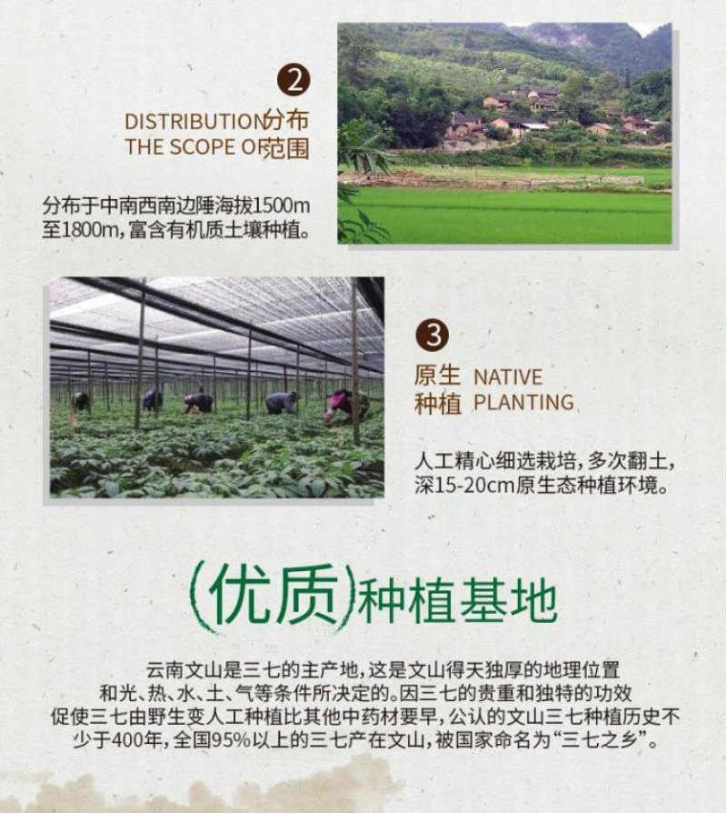 文山三七产品直销多规格享受批发价