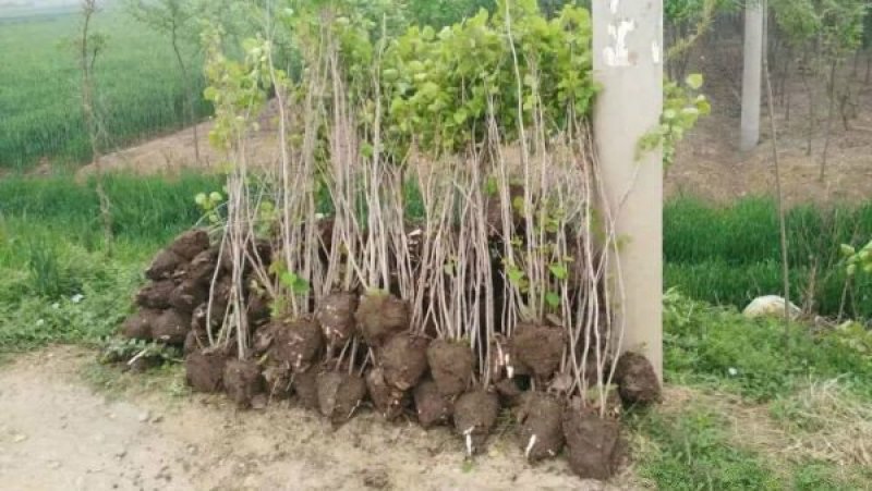 紫荆，常年批发供应，价格优惠基地大量销售