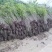 紫荆,常年批发供应,价格优惠基地大量销售