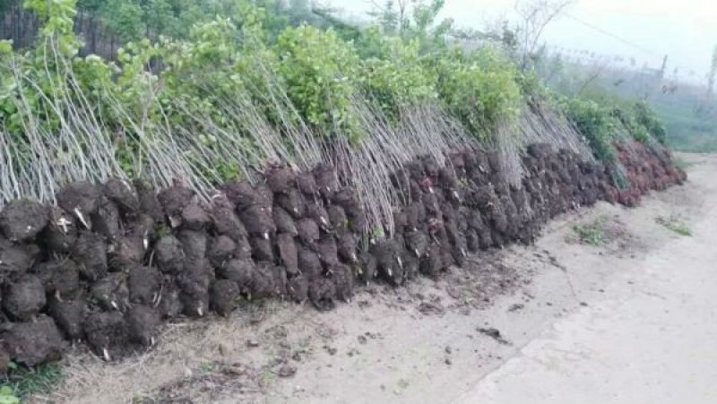 紫荆，常年批发供应，价格优惠基地大量销售