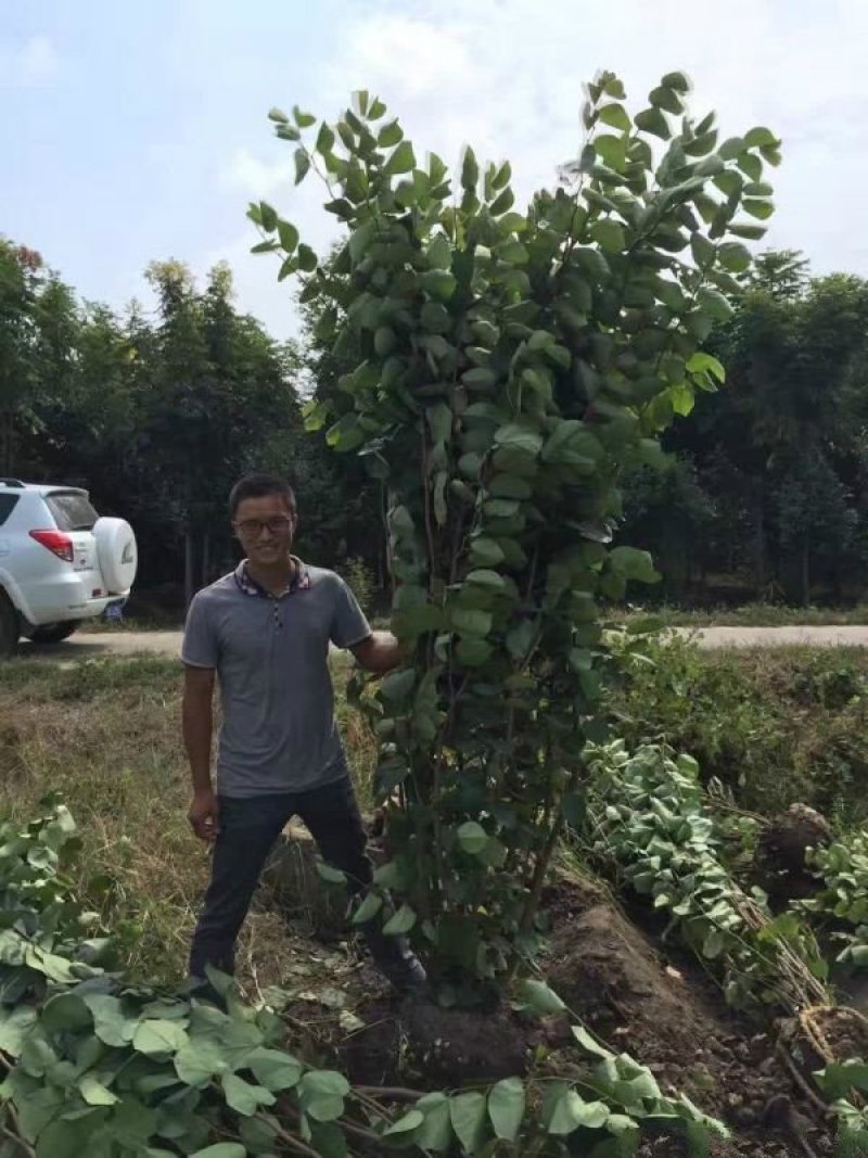 紫荆，常年批发供应，价格优惠基地大量销售