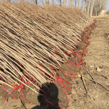 紫荆,常年批发供应,价格优惠基地大量销售