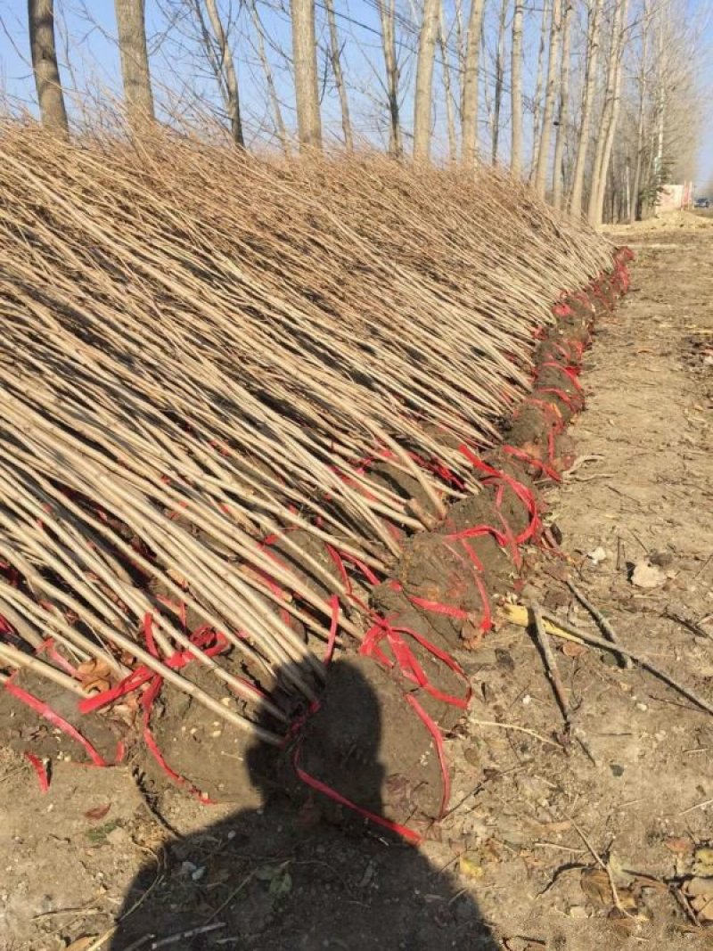 紫荆，常年批发供应，价格优惠基地大量销售