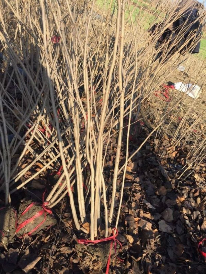 紫荆，常年批发供应，价格优惠基地大量销售