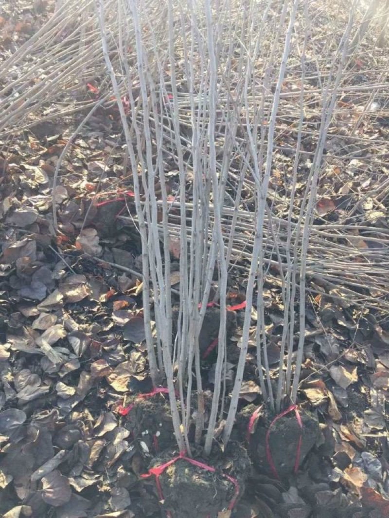 紫荆，常年批发供应，价格优惠基地大量销售